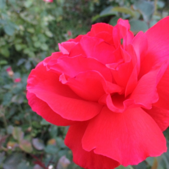 Meet your Posher, Izabella - Picture 1 of 1